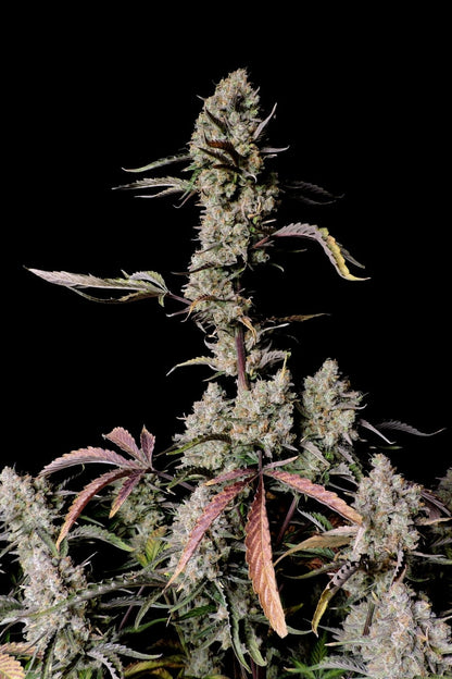 FAST BUDS - GORILLA ZKITTLEZ AUTO