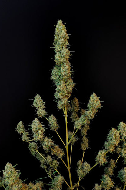 FAST BUDS - JACK HERER AUTO