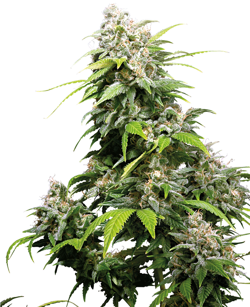 SENSI SEEDS - CALIFORNIA INDICA FEMMINIZZATA