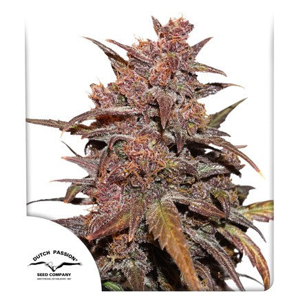 DUTCH PASSION - CBD BLACKBERRY KUSH AUTO