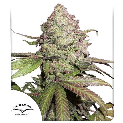 DUTCH PASSION - CBD CHARLOTTE'S ANGEL AUTO