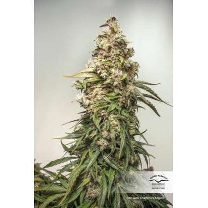 DUTCH PASSION - CBD CHARLOTTE'S ANGEL AUTO