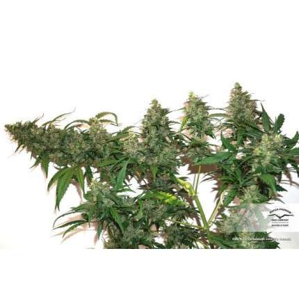 DUTCH PASSION - CBD COMPASSION LIME AUTO