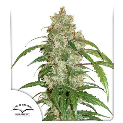 DUTCH PASSION - CBD WHITE WIDOW AUTO