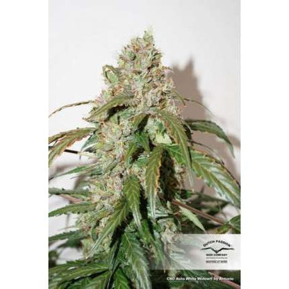 DUTCH PASSION - CBD WHITE WIDOW AUTO
