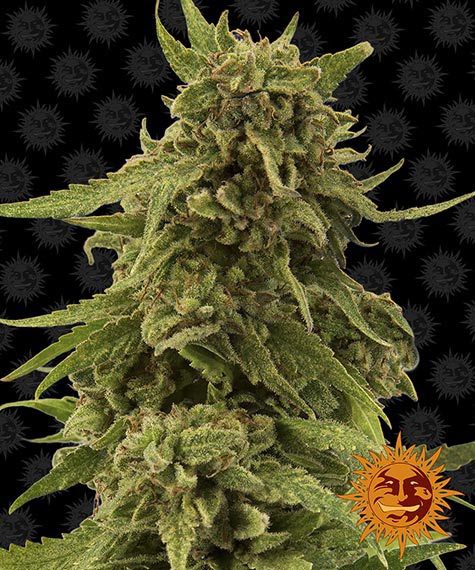 BARNEY'S FARM - CBD CRITICAL CURE FEM