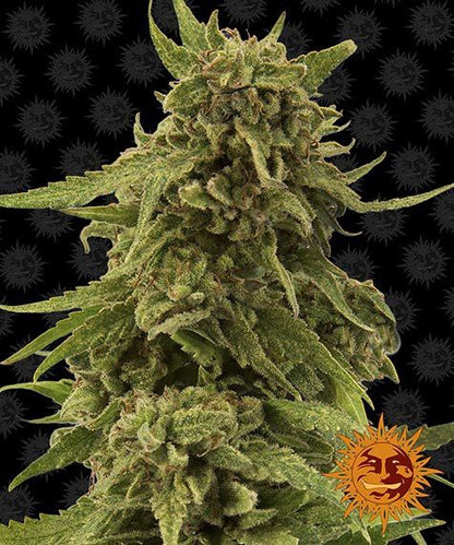 BARNEY'S FARM - CBD CRITICAL CURE FEM