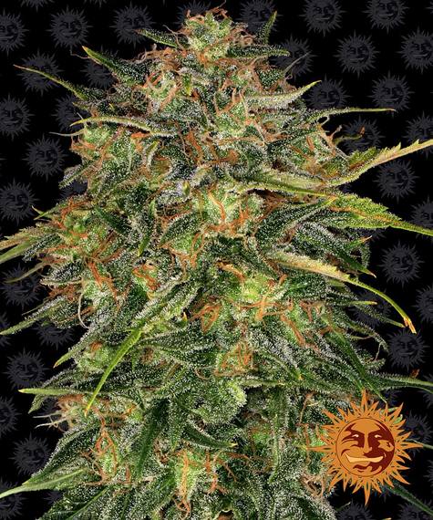 BARNEY'S FARM - CHEESE FEM