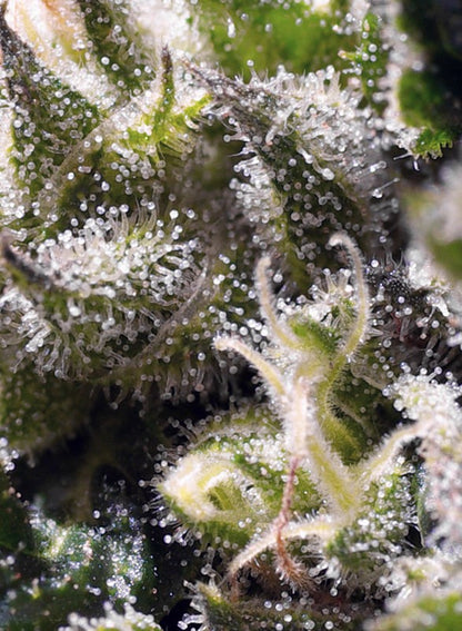SWEET SEEDS - CREAM CARAMEL AUTO