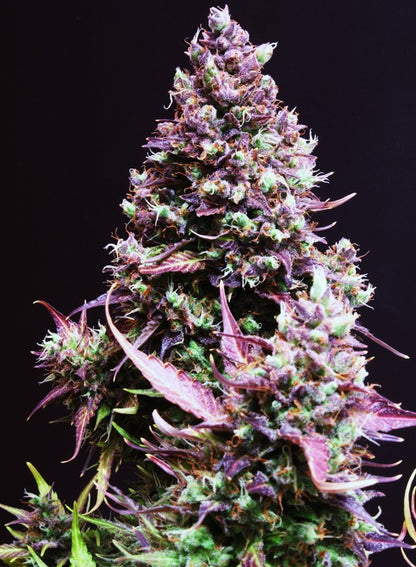 SWEET SEEDS - CREAM CARAMEL AUTO