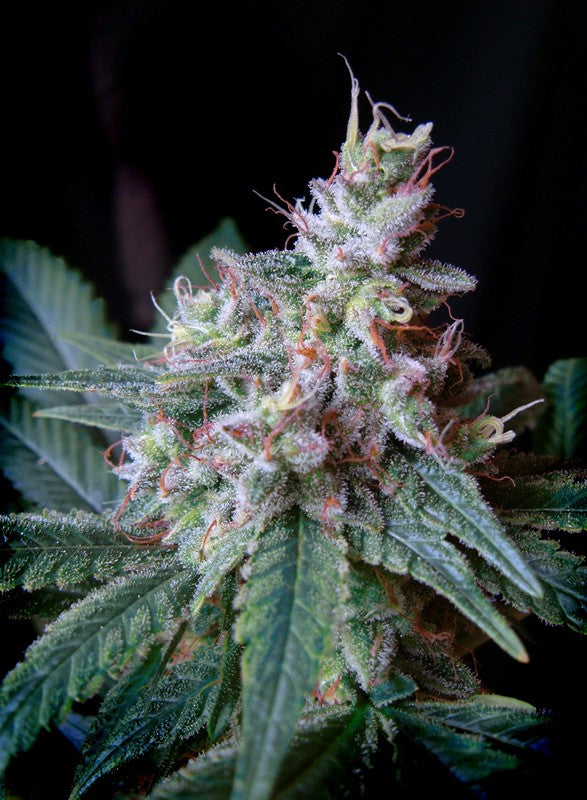 SWEET SEEDS - CREAM CARAMEL FEM - F1 FAST VERSION