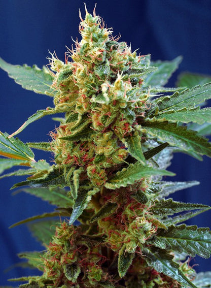 SWEET SEEDS - CREAM MANDARINE XL AUTO