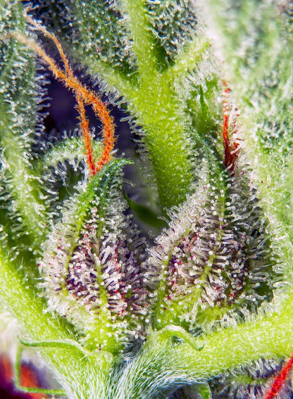 SWEET SEEDS - CREAM MANDARINE XL AUTO