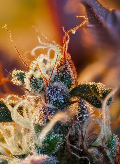 SWEET SEEDS - CREAM MANDARINE XL AUTO