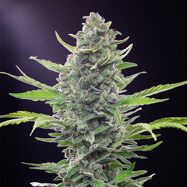 ROYAL QUEEN SEEDS - ROYAL CRITICAL AUTO