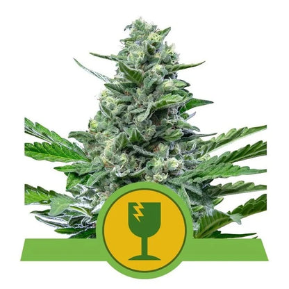 ROYAL QUEEN SEEDS - ROYAL CRITICAL AUTO