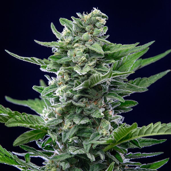 ROYAL QUEEN SEEDS - ROYAL CRITICAL AUTO