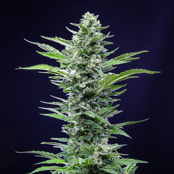 ROYAL QUEEN SEEDS - ROYAL CRITICAL AUTO