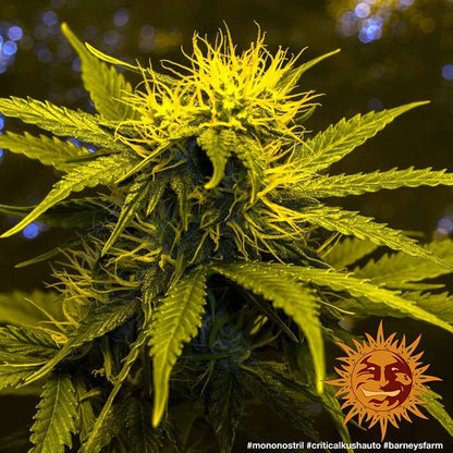 BARNEY'S FARM - CRITICAL KUSH AUTO