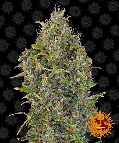 BARNEY'S FARM - CRITICAL KUSH AUTO