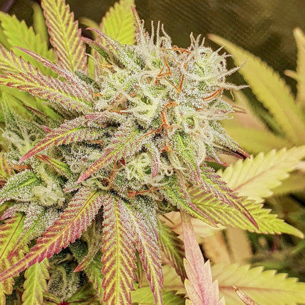 DUTCH PASSION - CRITICAL ORANGE PUNCH FEMMINIZZATA