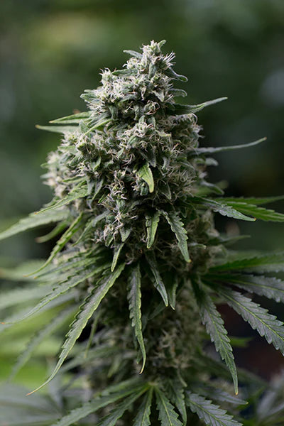 SILENT SEEDS - CRITICAL + 2.0 AUTO