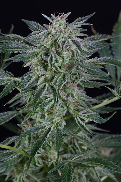 SILENT SEEDS -  CRITICAL JACK AUTO