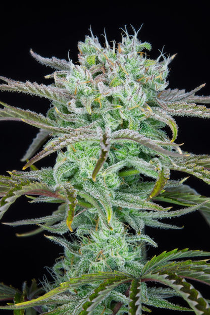 FAST BUDS - STRAWBERRY BANANA AUTO