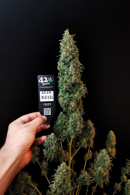 FAST BUDS - SOUR DIESEL AUTO