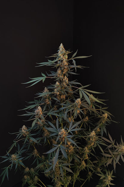 FAST BUDS - NORTHERN LIGHTS AUTO
