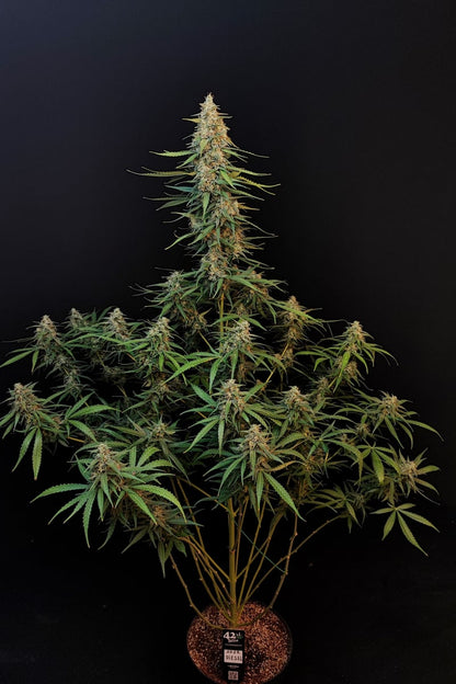 FAST BUDS - SOUR DIESEL AUTO