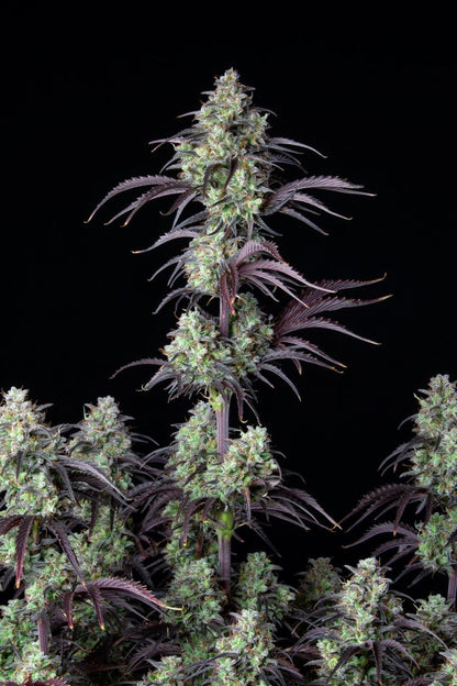 FAST BUDS - MIMOSA CAKE AUTO