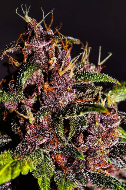 FAST BUDS - CRYSTAL METH AUTO