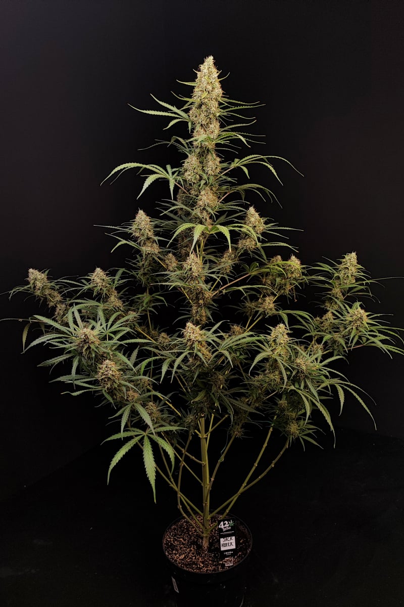 FAST BUDS - JACK HERER AUTO