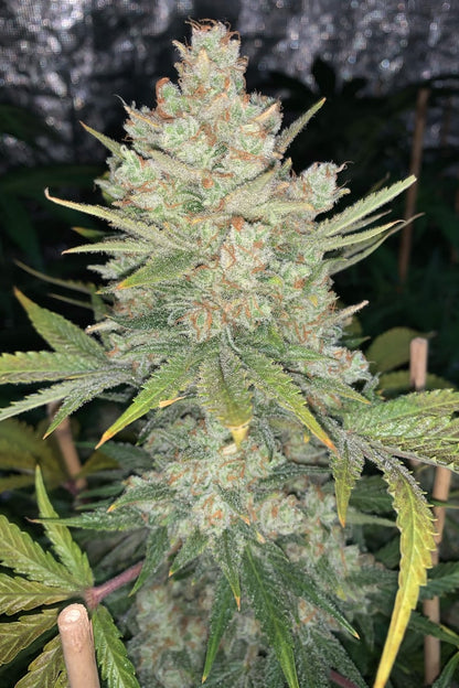 FAST BUDS - OG KUSH AUTO