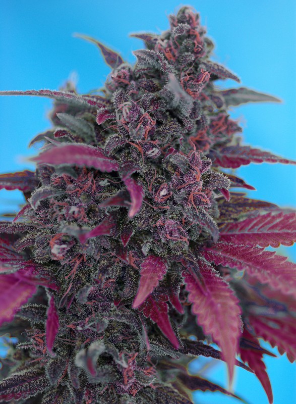 SWEET SEEDS - DARK DEVIL AUTO - RED FAMILY