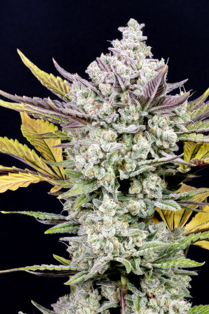 FAST BUDS - GORILLA COOKIES AUTO