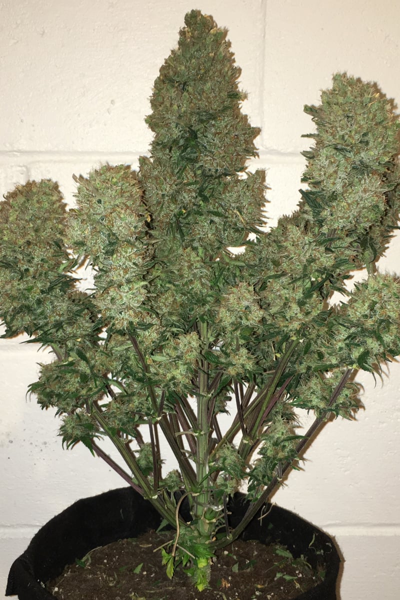 FAST BUDS - WEST COAST O.G. AUTO