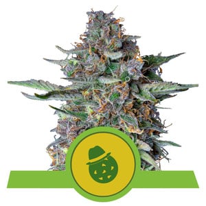 ROYAL QUEEN SEEDS - DO-SI-DOS AUTO