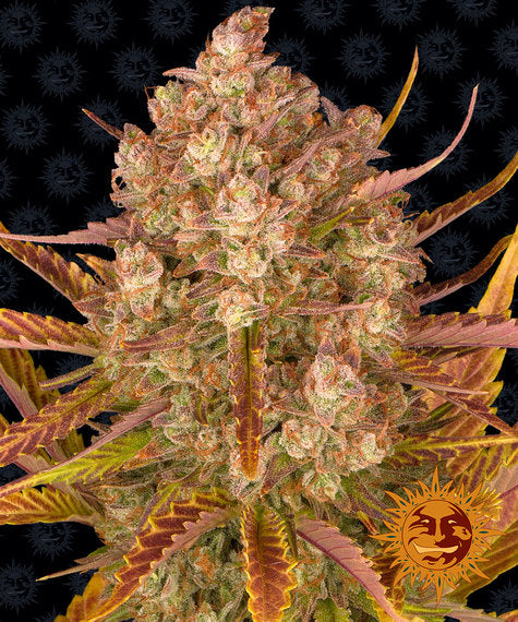 BARNEY'S FARM - DOS SI DOS AUTO