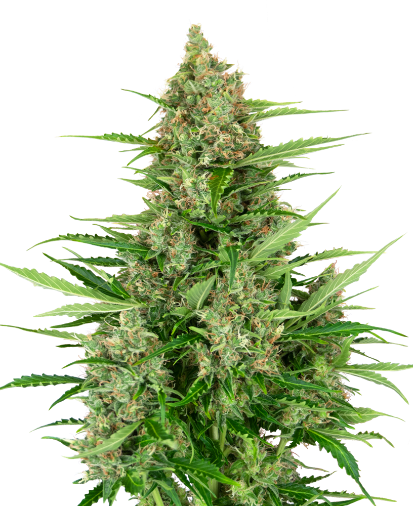 SENSI SEEDS - DOUBLE KUSH CAKE AUTO - RESEARCH