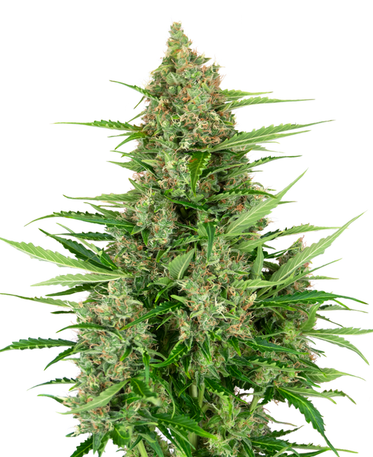 SENSI SEEDS - DOUBLE KUSH CAKE AUTO - RESEARCH