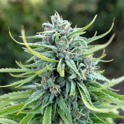 DUTCH PASSION - DURBAN POISON FEMMINIZZATA