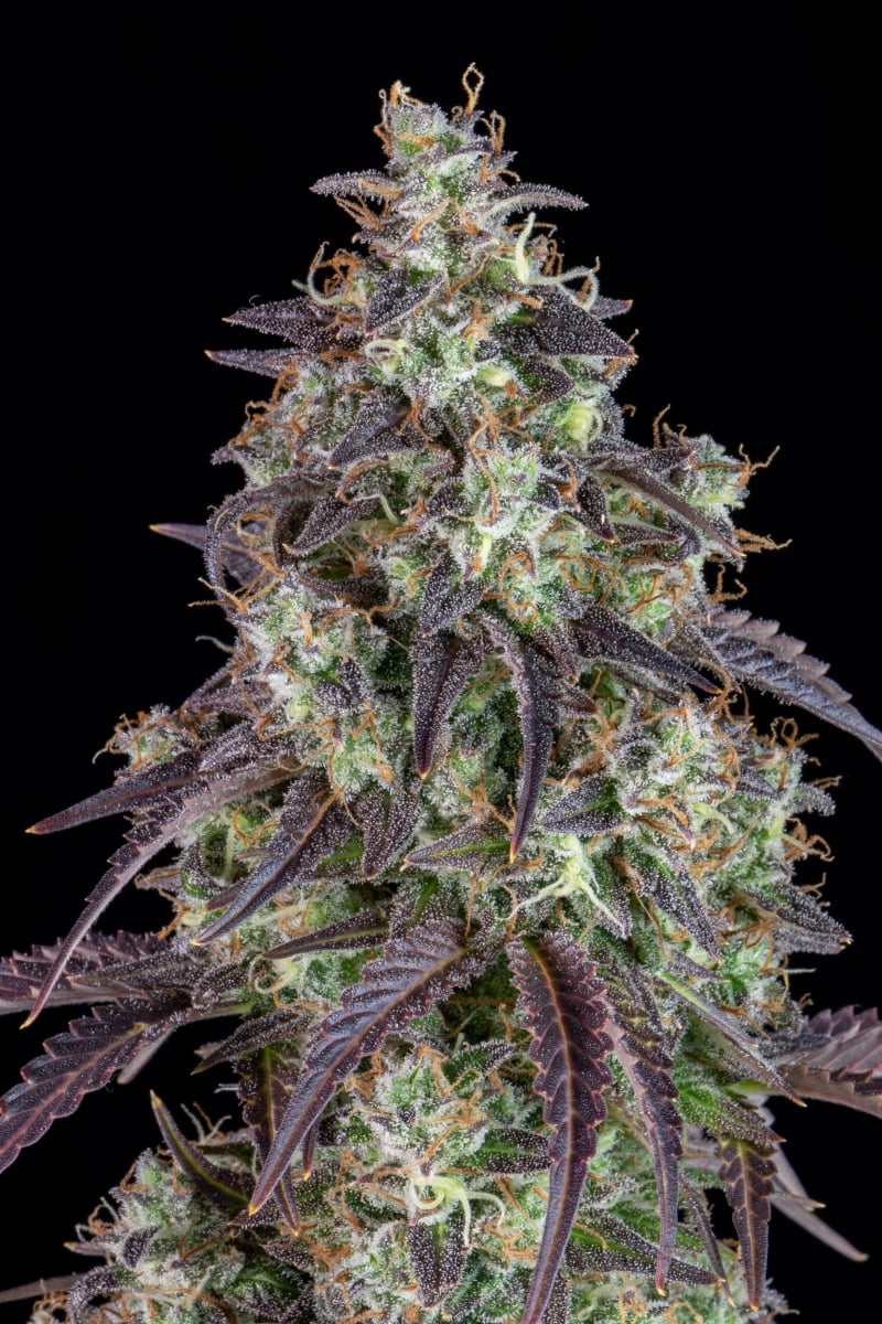 FAST BUDS - LEMON PIE AUTO