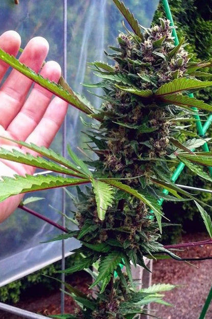 FAST BUDS - FASTBERRY AUTO