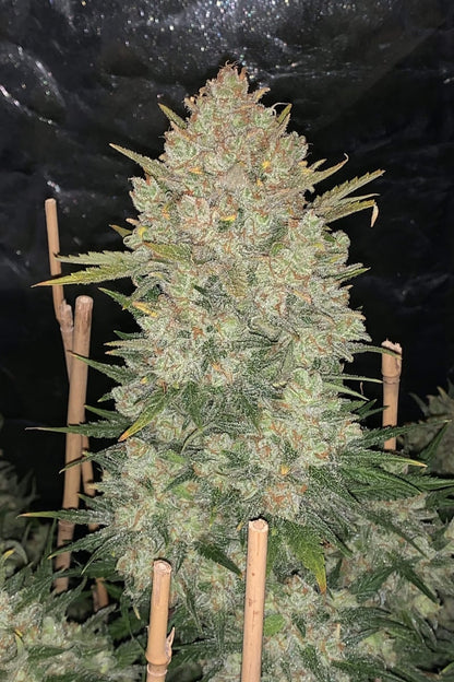 FAST BUDS - OG KUSH AUTO