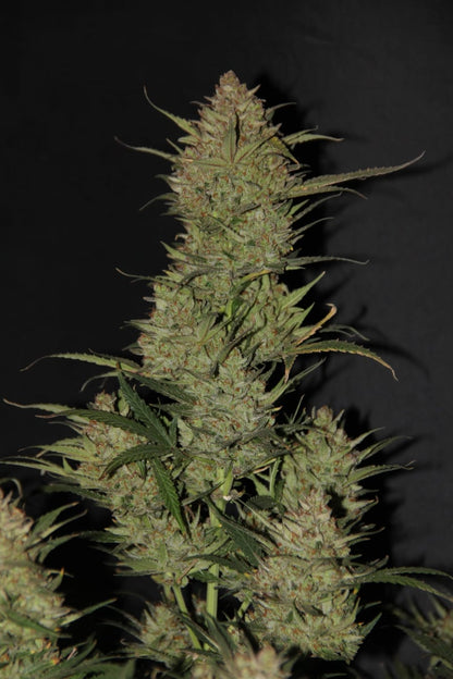 FAST BUDS - OG KUSH AUTO