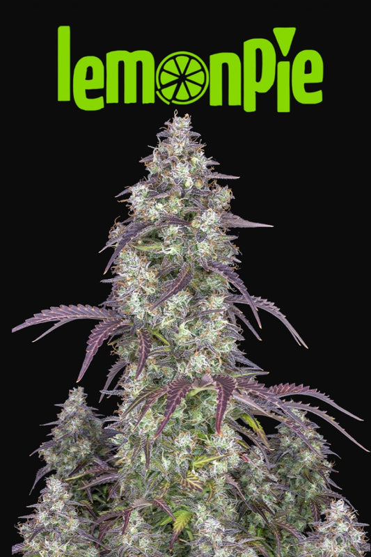 FAST BUDS - LEMON PIE AUTO