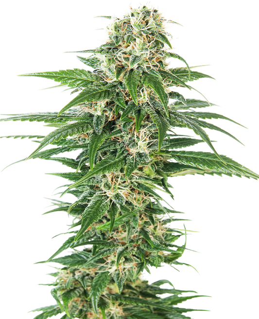 SENSI SEEDS - EARLY SKUNK AUTOMATICA - REDUX SERIES