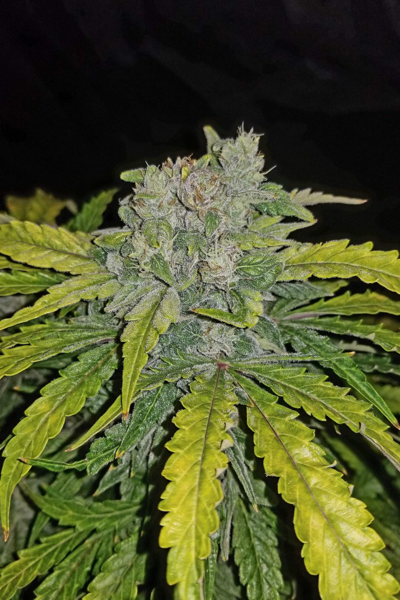 FAST BUDS - CBD CRACK AUTO